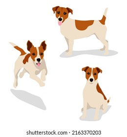 Jack russell terrier picture set. Funny pet dog flat vector illustration. Fox hunter small terrier, in full growth view