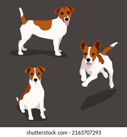 Jack russell terrier picture set. Funny pet dog flat vector illustration. Fox hunter small terrier, in full growth view