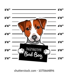 Jack Russell Terrier prisoner. Arrest photo. Police placard, Police mugshot, lineup. Police department banner. Dog. Vector illustration