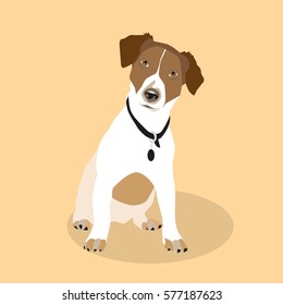 Jack Russell terrier puppy 