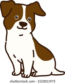 Jack Russell Terrier puppy sitting