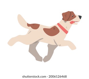 Jack Russell Terrier Running, Side View of Pet Animal with Brown and White Coat Cartoon Vector Illustration