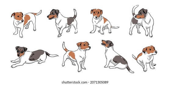 Jack Russell terrier set. Collection of realistic dog images isolated on a white background. Playful pets.  Vector illustration.