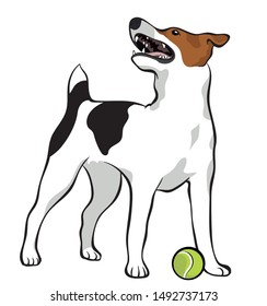 Jack Russell Terrier Vector Illustration