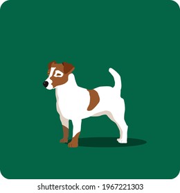  Jack Russell Terrier. Vector illustration. Perfect for advertising, business cards and other art projects.