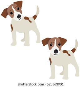 Jack Russell Terrier. Vector Illustration of a dog