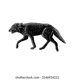 ilustración vectorial de dibujo manual jackal aislada en fondo blanco