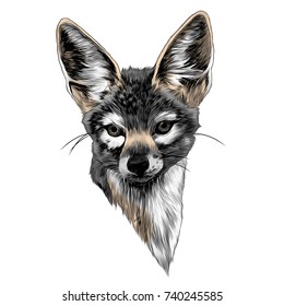 Jackal sketch vector graphics head colored drawing