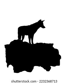 Jackal vector silhouette isolated on white background. Coyote observe pray silhouette. Smart predator from desert.