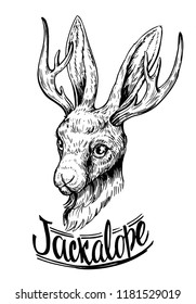 Jackalope. Hare with horns. Hand drawn illustration converted to vector