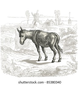 Jackass - vintage engraved illustration - "Histoire naturelle" by Buffon and Lacépède published in 1881 France