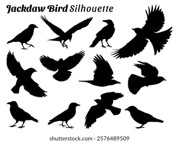 Jackdaw Bird silhouette vector illustration set