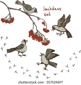 Jackdaw on a mountain ash and snow. Corvus monedula. Set of cheerful sketches of jackdaws in different poses. It can be used as a separate graphic.