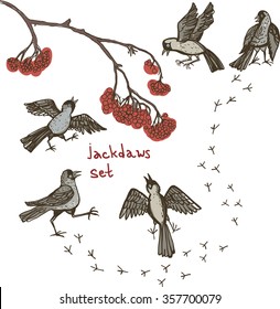 Jackdaw on a mountain ash and snow. Corvus monedula. Set of cheerful sketches of jackdaws in different poses. It can be used as a separate graphic.