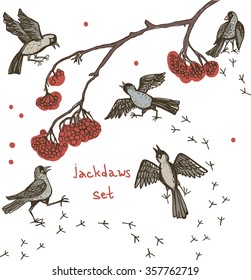 Jackdaw on a mountain ash and snow. Corvus monedula. Set of cheerful sketches of jackdaws in different poses. It can be used as a separate graphic.