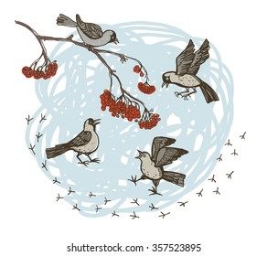 Jackdaws on a mountain ash and snow. Corvus monedula. Set of cheerful sketches of jackdaws in different poses. It can be used as a separate graphic.
