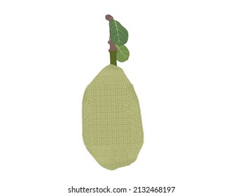 Jackfruit or Artocarpus heterophyllus on white background.