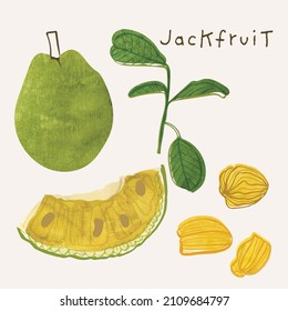 Jackfruit or breadfruit  illustration tropical fruit vector set with watercolor texture and line art. Hand drawn fully isolated modern colorful design elements ideal for health product packaging, broc