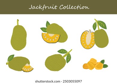 jackfruit collection. jackfruit in different poses. Vector illustration.