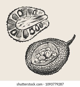 Jackfruit Delicious tropical vegetarian objects. Sketch style vector fruit illustration isolated on white background. Organic food.