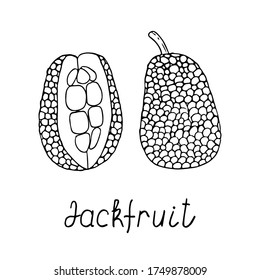 Jackfrüchte. Obstdoodle-Plakat. Stock-Vektorgrafik.