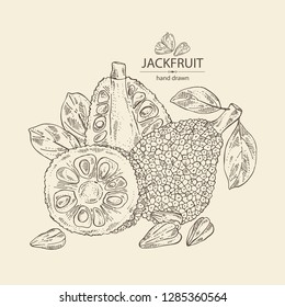 Jackfruit: Fruit And Jackfruit Slice. Vector Hand Drawn Illustration.