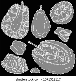 Jackfruit fruit vector illustration, vector