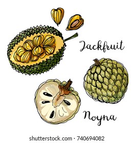 Jackfruit. Fruits drawn by a line on a white background. Fruits from Thailand. Food sketch lines.