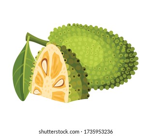 Jackfruit with Green Seed Coat and Cut Piece Showing Fibrous Core Vector Illustration
