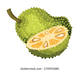 Jackfruit with Green Seed Coat and Cut Piece Showing Fibrous Core Vector Illustration