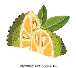 Jackfruit With Green Seed Coat And Fibrous Core Vector Illustration