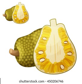 Jackfruit illustration. Cartoon vector icon isolated on white background. Series of food and drink and ingredients for cooking.