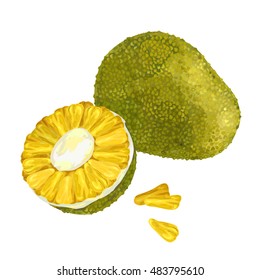 Jackfruit illustration. Cartoon vector isolated on white background. Exotic fruit