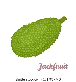 Jackfruit isolated on a white background. Vector illustration of tropical fruit in cartoon flat style.