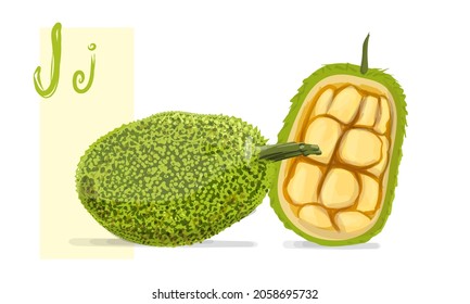 Jackfruit isolated vector. Green tropical jack fruit, fresh exotic illustration. 
