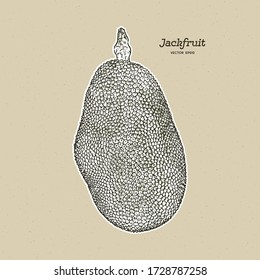 The jackfruit, also known as jack tree, hand draw sketch vector.