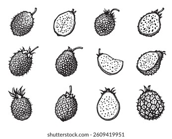 Jackfruit line art Vector Illustration