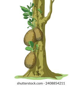 Jackfruit on tree vector illustration