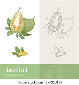 Jackfruit section fruit with leaves and seeds, hand made botanical drawing