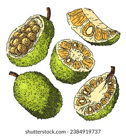 jackfruit set hand drawn. food organic, fresh sweet, nature agriculture jackfruit vector sketch. isolated color illustration