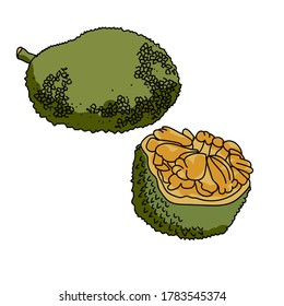 Jackfruit set of whole and cut green tropical fruit, hand draw vector illustration for design and creativity
