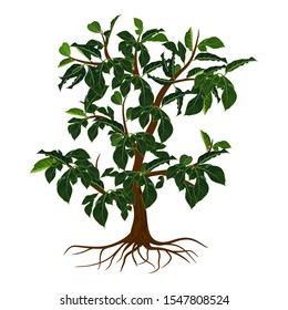 jackfruit tree with green leaves - Vector