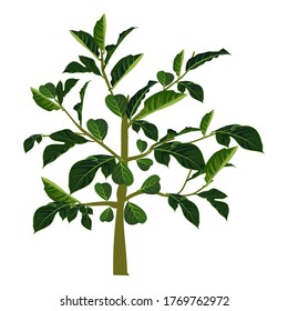 Plantas de árbol de chaqueta con fondo blanco. La planta más cara. Vector de ilustración