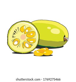 Jackfruit Tropical Fruit Vector Illlustration