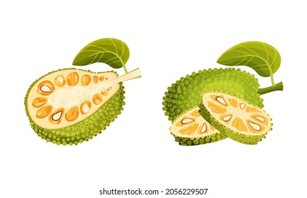 Plantas tropicales de chaquetón. Ilustración vectorial de fruta exótica dulce y dulce