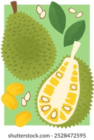 Jackfruit .Vector hand-drawn Illustration of asian fruit with leaves, seeds and bulbs