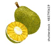 Jackfruit, vector Illustration. Exotic fruit