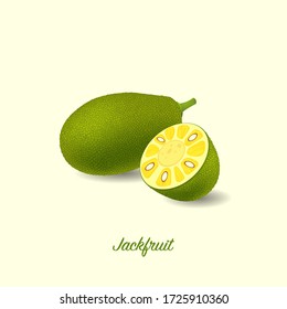 Jackfruit Vector Illustration In Plain Background. 