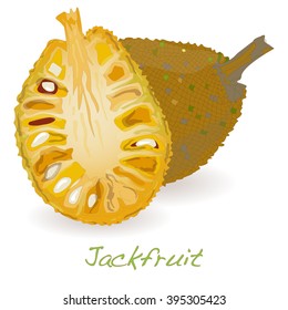 Jackfruit vector isolated on white background