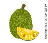 Jackfruit whole and half isolated on white background. Vector tropical fruit. Illustration in cartoon flat style.